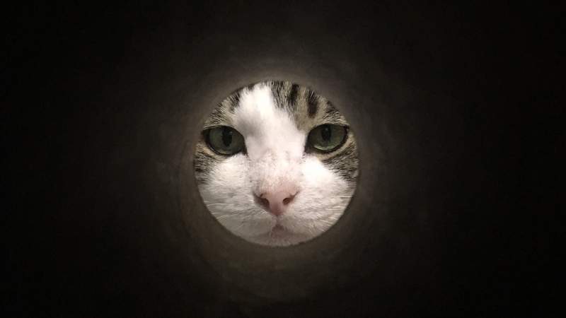 《滿月貓》透過圓筒拍貓咪的新流行,拍太成功也可能淪為素材就是惹ww 《滿月貓》透過圓筒拍貓咪的新流行,拍太成功也可能淪為素材就是惹ww