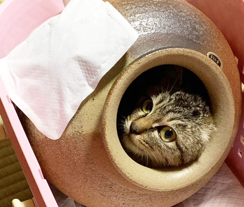 喜歡待在陶罐裡的《壺貓》比起紙箱這裡住起來更爽 喜歡待在陶罐裡的《壺貓》比起紙箱這裡住起來更爽