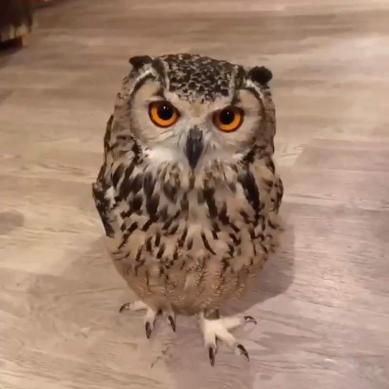 【有片】《小跑絆倒的貓頭鷹》拐到雖然很糗但還是得保持猛禽該有的帥氣ww