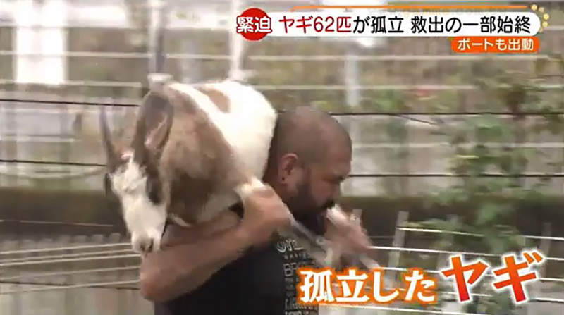 《從河水氾濫救出的山羊》半年前差點被沖走的山羊現在怎麼了？沒地方賣大量繁殖中