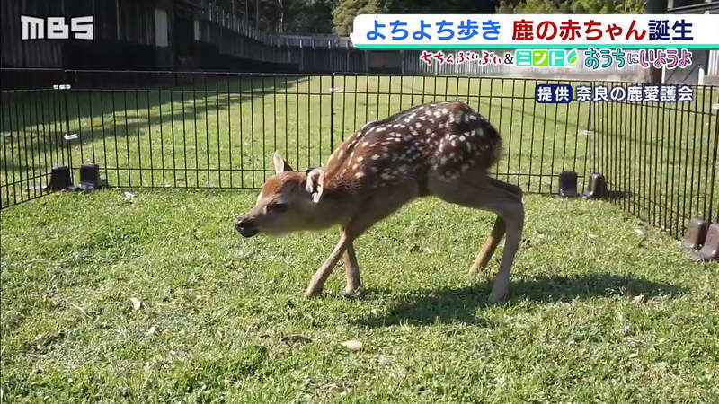 《2020年奈良小鹿一號誕生》子鹿公開因肺炎肺炎停辦 透過網路公開療癒民眾的心靈