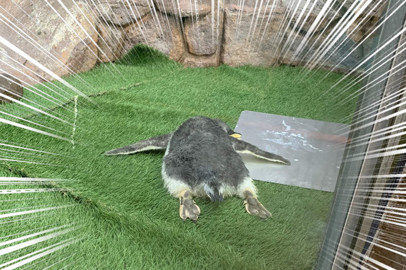 完全無防備《企鵝寶寶睡姿》看起來像昏倒的趴睡睡姿,讓人很難不擔心啊ww 完全無防備《企鵝寶寶睡姿》看起來像昏倒的趴睡睡姿,讓人很難不擔心啊ww