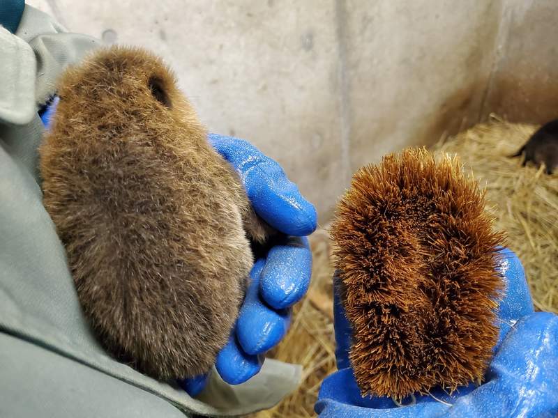 《激似棕刷的河狸寶寶》在無法外出去動物園的防疫期間,只能好好疼愛廚房的棕刷惹(?) 《激似棕刷的河狸寶寶》在無法外出去動物園的防疫期間,只能好好疼愛廚房的棕刷惹(?)