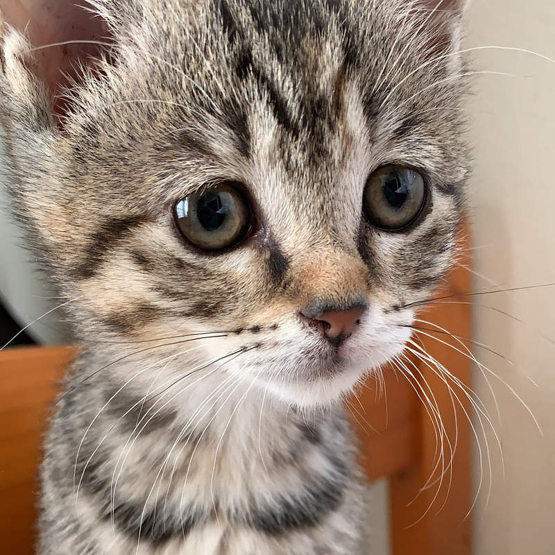 《被爺爺擅自命名的貓咪》明明是被收編的浪浪，只因為太可愛而讓爺爺堅持這麼叫牠...