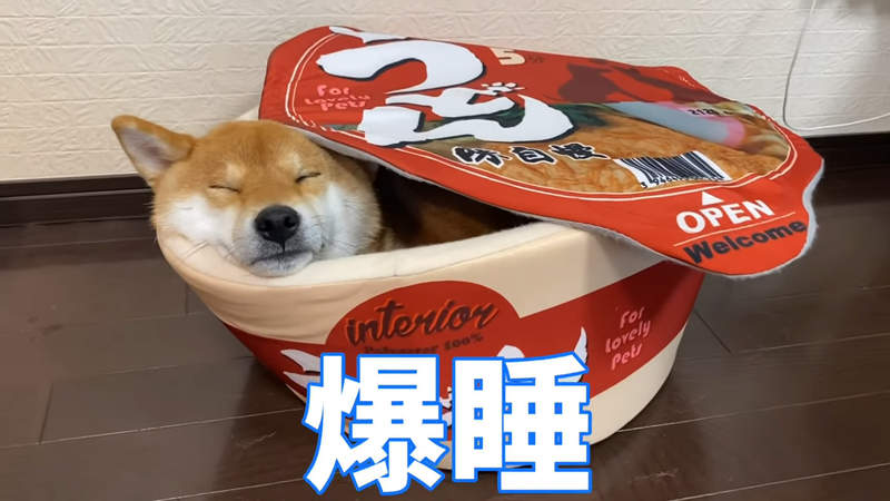 舒服到爆睡《杯麵造型寵物小窩》吸狗吸貓的朋友有了這個肯定也會大吸一口