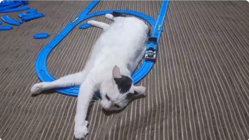 【有片】《當貓遇到鐵道玩具》原來湯瑪士小火車對牠來說跟按摩器沒兩樣ww 【有片】《當貓遇到鐵道玩具》原來湯瑪士小火車對牠來說跟按摩器沒兩樣ww