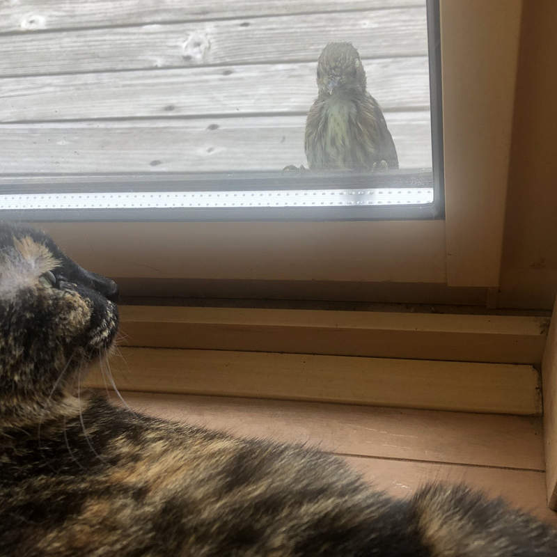 換個角度看《窗外的小鳥訪客》屋內看出去的可愛景象，屋外看進來其實有點可怕...(⊙＿⊙)