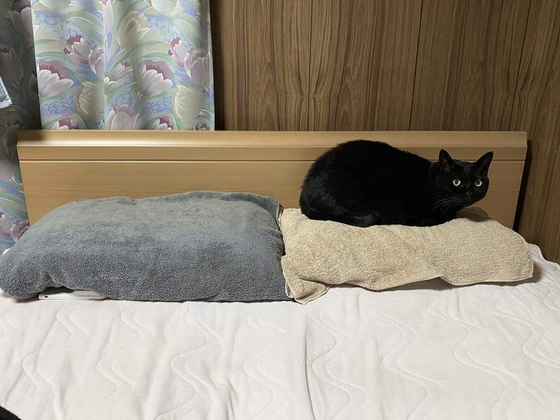 《幫黑貓拍照的陷阱》原本可愛的表情卻因為燈光讓眼神看起來超．不．屑ww