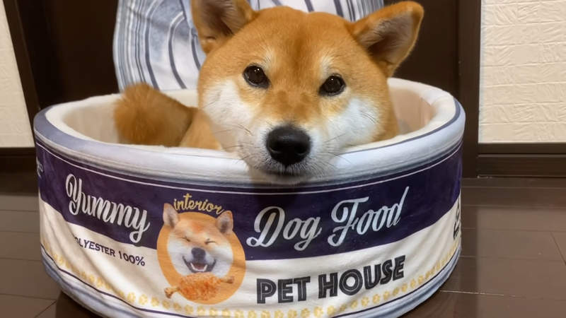 好睡到翻掉《罐頭造型毛孩小窩》看得我都想進去躺一下了說