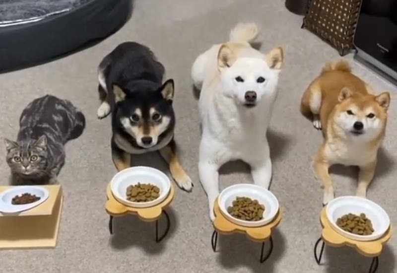 《貓跟柴犬一起養的結果》一聲令下同時開動，這貓應該也以為自己是柴柴吧ww