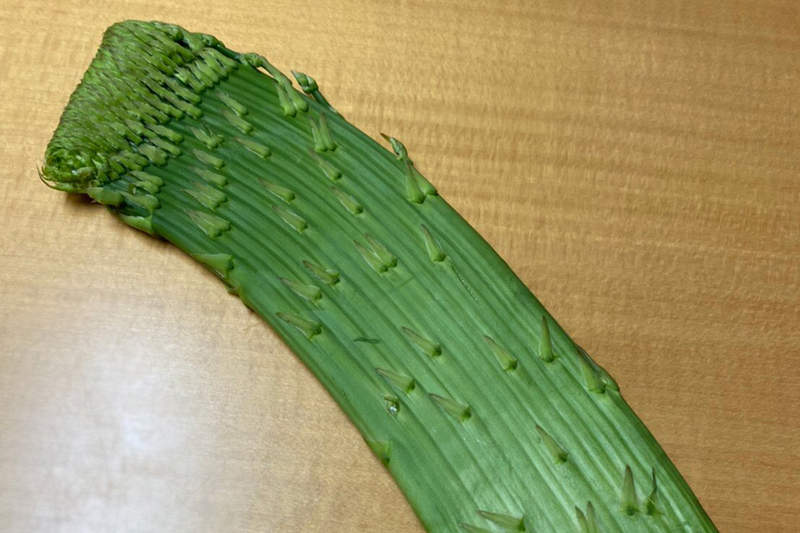 推特瘋傳《老家寄來的奇形蔬菜》像彈匣一樣的珍奇形狀,你看得出來這是什麼蔬菜嗎? 推特瘋傳《老家寄來的奇形蔬菜》像彈匣一樣的珍奇形狀,你看得出來這是什麼蔬菜嗎?