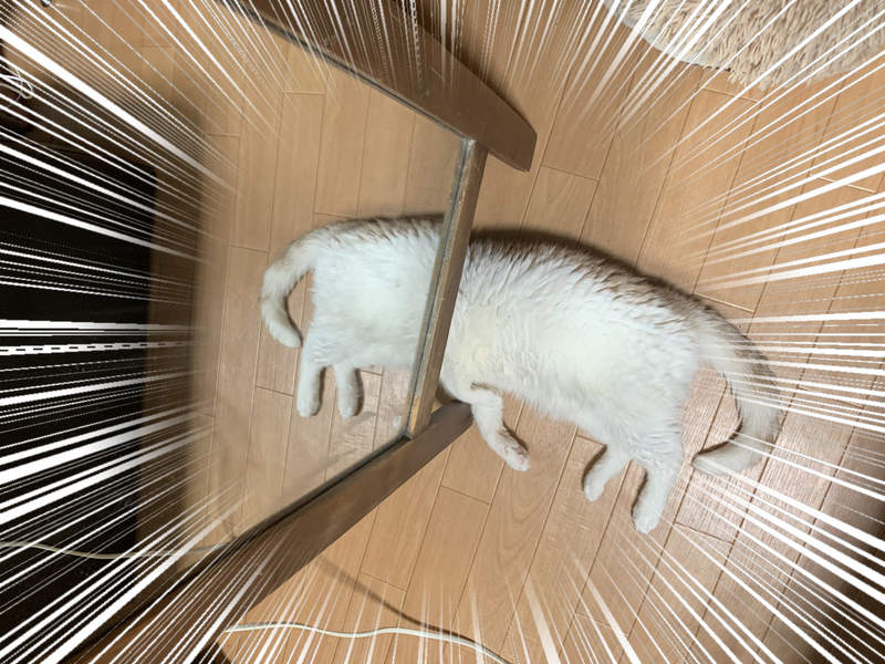 鏡子前驚見《無頭五腳貓》前後長一樣的不明生命體,模型化起來怎麼有點可愛❤ 鏡子前驚見《無頭五腳貓》前後長一樣的不明生命體,模型化起來怎麼有點可愛❤