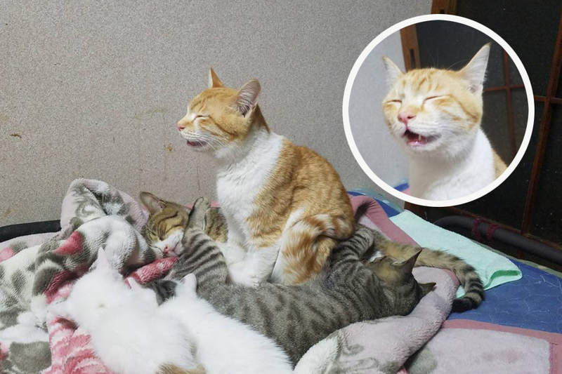 《坐著睡著的貓》坐著睡覺已經夠驚奇，沒想到牠屁股下是＂一團貓＂...ww