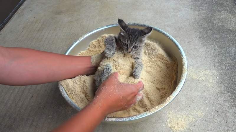 【有片】《容易讓人誤會的貓圖》有如沾滿麵包粉等油炸的構圖,真相其實是這樣... 【有片】《容易讓人誤會的貓圖》有如沾滿麵包粉等油炸的構圖,真相其實是這樣...