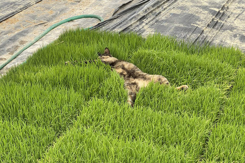 快起來《睡在苗床的貓咪》你以為地上所有綠油油的東西都叫草地嗎...(淚) 快起來《睡在苗床的貓咪》你以為地上所有綠油油的東西都叫草地嗎...(淚)