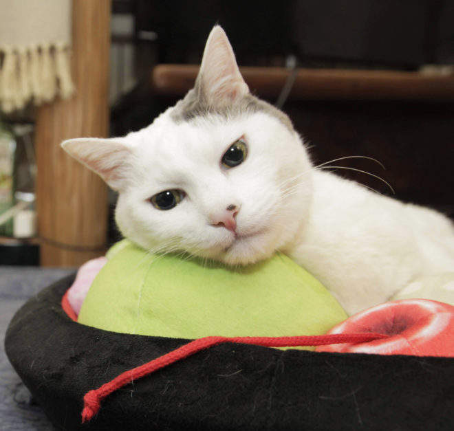 甜點系毛孩小窩《餡蜜貓床》吸貓的時候似乎都能聞到香甜的水果香氣 甜點系毛孩小窩《餡蜜貓床》吸貓的時候似乎都能聞到香甜的水果香氣