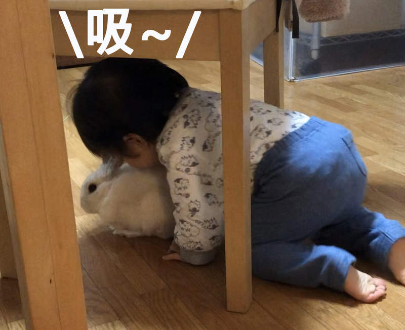 《1歲就懂得吸兔的兒子》人生才開始就已經習得重度兔痴行為的孩紙,將來不得了啊ww 《1歲就懂得吸兔的兒子》人生才開始就已經習得重度兔痴行為的孩紙,將來不得了啊ww