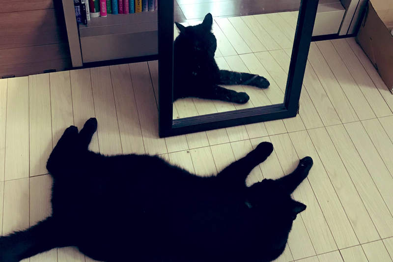 《貓的怪奇現象》明明躺在地上的黑貓,鏡子裡竟是完全的不同姿勢!? 《貓的怪奇現象》明明躺在地上的黑貓,鏡子裡竟是完全的不同姿勢!?