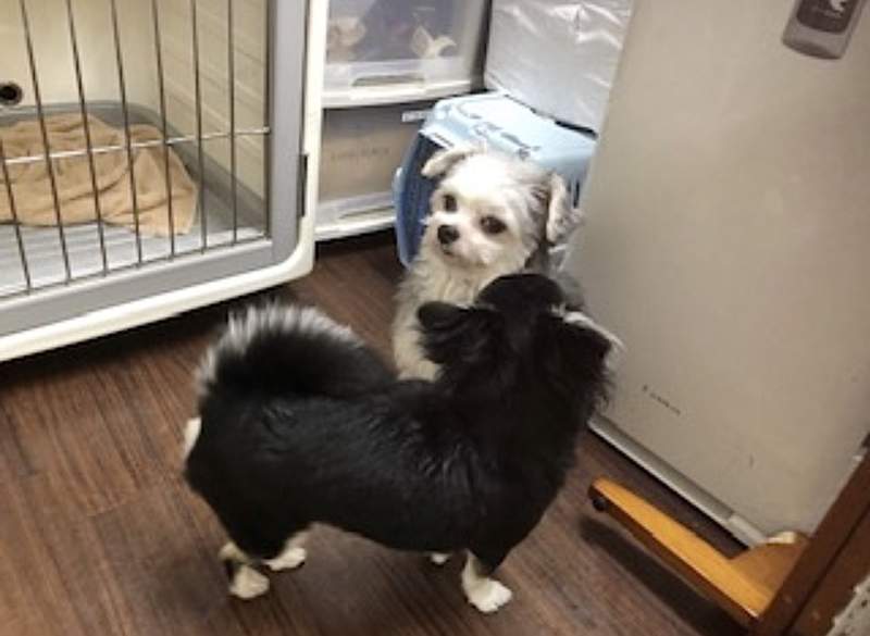 《討厭其他犬輩的狗狗》去住寵物旅館的結果,一臉鬱卒表情引發推特瘋傳ww 《討厭其他犬輩的狗狗》去住寵物旅館的結果,一臉鬱卒表情引發推特瘋傳ww