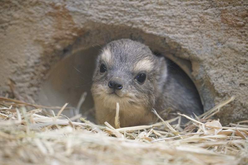 日本動物園誕生《蹄兔寶寶》粗粗白眉下的可愛表情瞬間融化遊客們的心 日本動物園誕生《蹄兔寶寶》粗粗白眉下的可愛表情瞬間融化遊客們的心