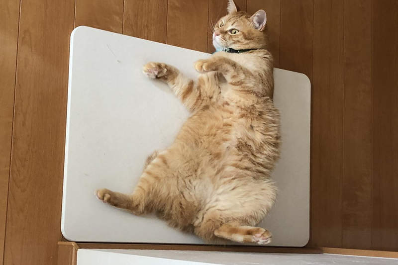 《令貓著迷的珪藻土踏墊》明明是洗完澡要踏乾的地方,貓卻早已躺好就定位...ww 《令貓著迷的珪藻土踏墊》明明是洗完澡要踏乾的地方,貓卻早已躺好就定位...ww