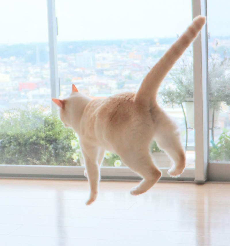 貓的奇蹟一瞬間《飄浮貓》彷彿被飛碟吸起的無重力感,果然秒變惡搞素材ww 貓的奇蹟一瞬間《飄浮貓》彷彿被飛碟吸起的無重力感,果然秒變惡搞素材ww