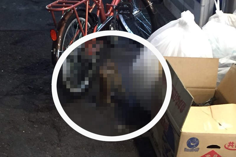 深夜目擊《鼠輩的打架衝突》兩隻老鼠疑似互看不爽在路邊上演全武行ww 深夜目擊《鼠輩的打架衝突》兩隻老鼠疑似互看不爽在路邊上演全武行ww