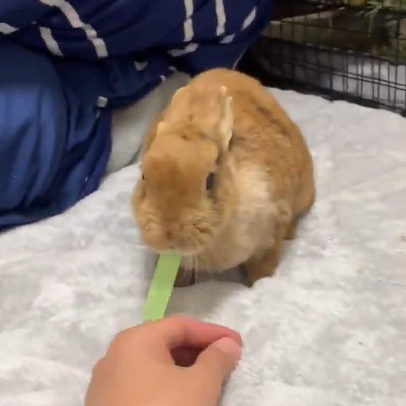 【有片】《兔兔的便利貼搶奪戰》閃避動作超敏捷,說什麼都不讓你搶走我的便利貼... 【有片】《兔兔的便利貼搶奪戰》閃避動作超敏捷,說什麼都不讓你搶走我的便利貼...