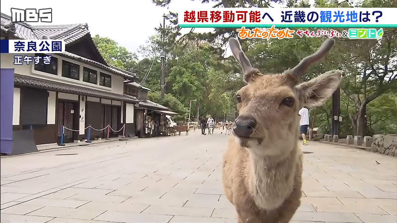《鹿比人多的奈良》商家與鹿都期待觀光客回流 再忍一下就有鹿仙貝可吃了 《鹿比人多的奈良》商家與鹿都期待觀光客回流 再忍一下就有鹿仙貝可吃了