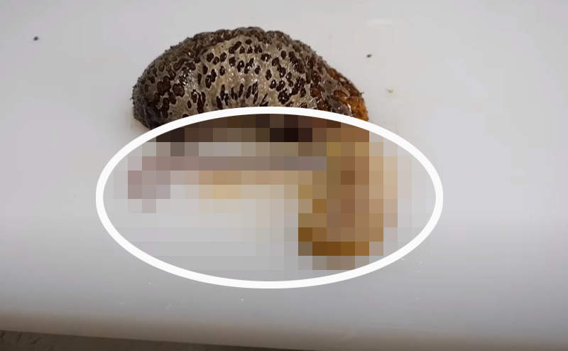 【閱覽注意】《解體海參驚見不明生物》甩出如觸手般的生物,真相比畫面不可怕多了... 【閱覽注意】《解體海參驚見不明生物》甩出如觸手般的生物,真相比畫面不可怕多了...