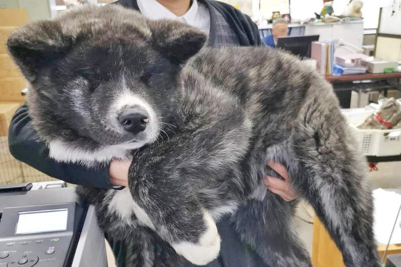 這是熊吧ww《3個月大的秋田犬》毫無幼犬感的大尺寸，臉埋進去磨蹭一定很幸福❤