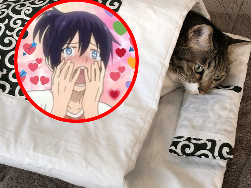 主人都哭了《貓咪專用棉被》買了四年今天喵星人終於願意鑽進去了~感動QQ 主人都哭了《貓咪專用棉被》買了四年今天喵星人終於願意鑽進去了~感動QQ