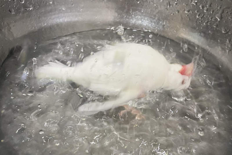 《讓人誤會的文鳥構圖》彷彿躺在沸騰熱水中的小文鳥，真相原來是這麼一回事ww
