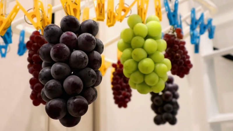 超天才《在家採葡萄》雨天想去果園?你知道衣架會長出水果嗎XD 超天才《在家採葡萄》雨天想去果園?你知道衣架會長出水果嗎XD