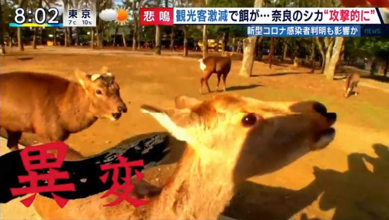 《觀光客消失的京都與奈良》武漢肺炎疫情讓知名景點空蕩蕩 鹿群搶食仙貝狂暴化