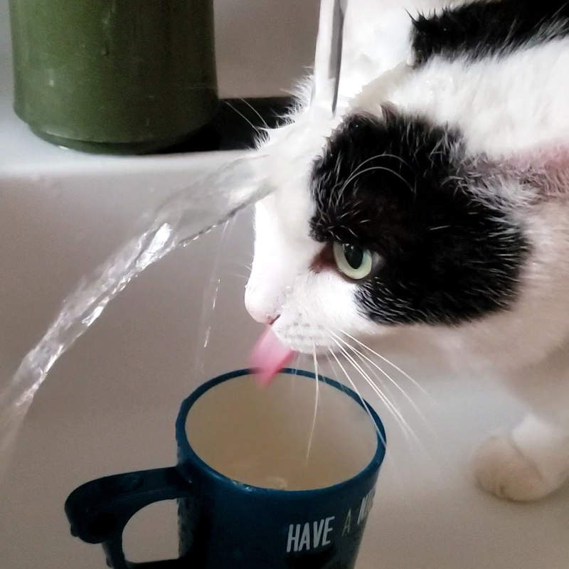 《貓咪喝水的爆笑一瞬間》有如瀑布下修行的水柱灌頂，貓還是堅持從杯子裡喝ww