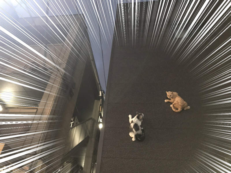 無P圖《飛簷走壁忍者貓》住宅區裡驚見攀爬外牆的貓咪，驚險景象引發推特瘋傳...