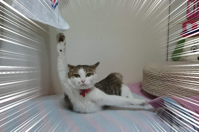 《貓的絕望一瞬間》擺出有如指揮交通的舉手姿勢,結果真相竟然是這樣wwww 《貓的絕望一瞬間》擺出有如指揮交通的舉手姿勢,結果真相竟然是這樣wwww