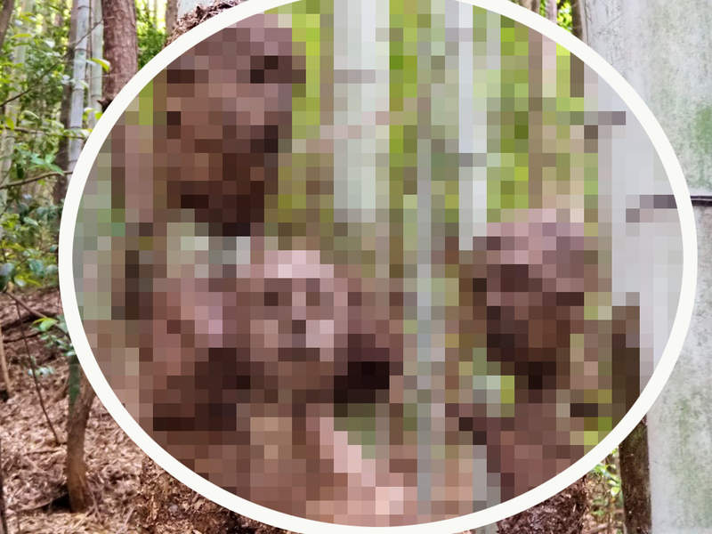 深山樹林驚見《恐怖人臉》一張張與竹子共生的人臉，詭異氛圍完全不想靠近...