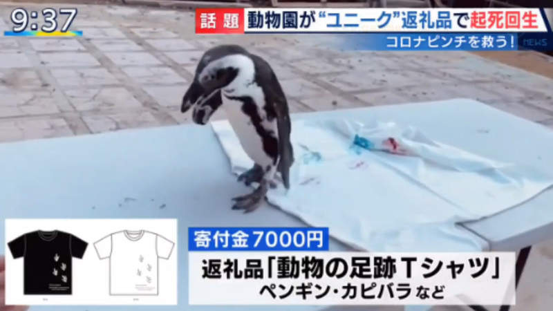 《北海道動物園募資》肺炎疫情沒收入經營苦 動物製作創意回禮成功募得3000萬 《北海道動物園募資》肺炎疫情沒收入經營苦 動物製作創意回禮成功募得3000萬