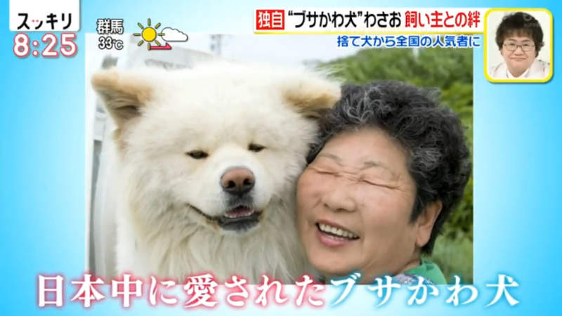 《醜得可愛的秋田犬Wasao》從棄犬一躍成為青森狗明星 13歲高齡去世盼與老飼主團圓 《醜得可愛的秋田犬Wasao》從棄犬一躍成為青森狗明星 13歲高齡去世盼與老飼主團圓