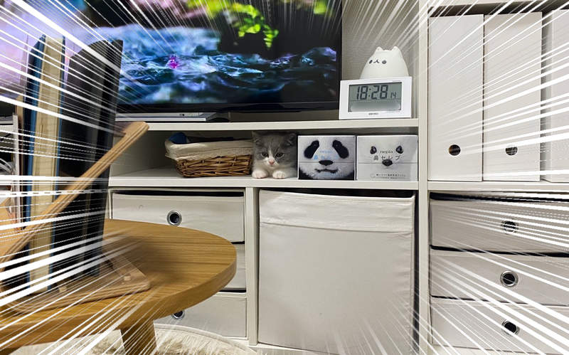 這才叫真的躲貓貓《貓的擬態》看這表情應該真心以為自己是面紙盒吧...ww 這才叫真的躲貓貓《貓的擬態》看這表情應該真心以為自己是面紙盒吧...ww