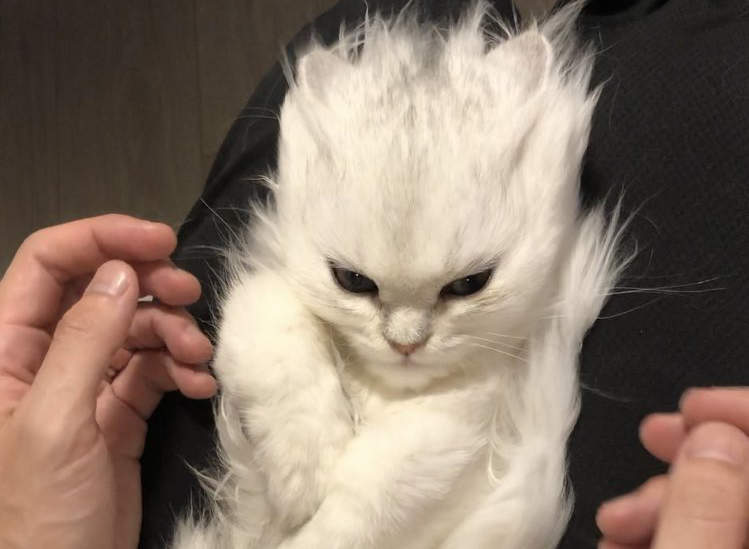 《超級賽亞貓》超萌波斯貓變身彷彿打出龜派氣功也不奇怪的超級賽亞貓