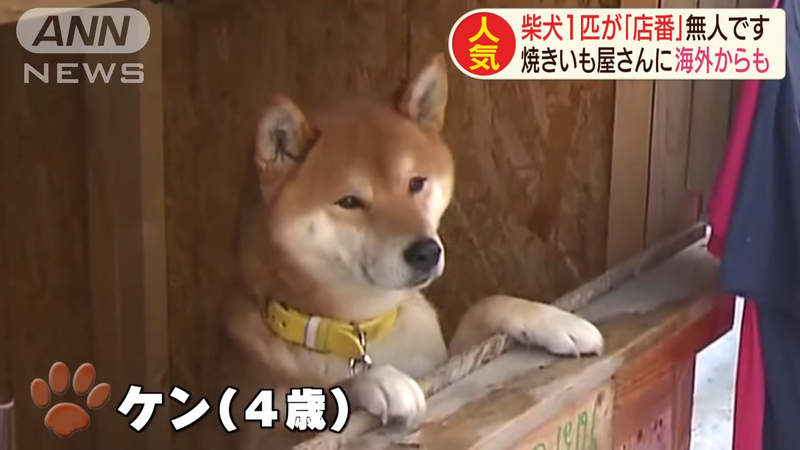 《柴犬地瓜攤》一時興起打造出新興觀光地 外國人都特地跑來札幌看一眼 