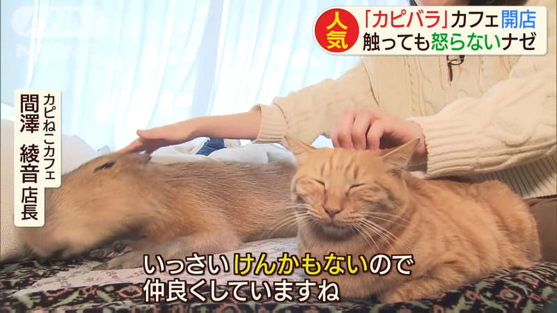 《水豚貓咪咖啡廳》同時享受兩種可愛動物的療癒空間 搏感情的祕訣就是摸不停