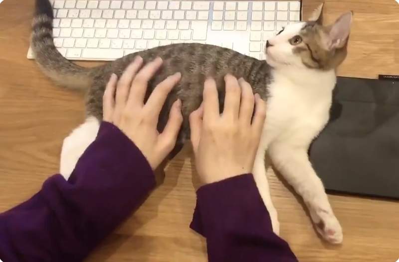 《寵壞人類的貓鍵盤》強烈建議各大公司行號更換此款鍵盤，可大大療癒員工上班心情❤