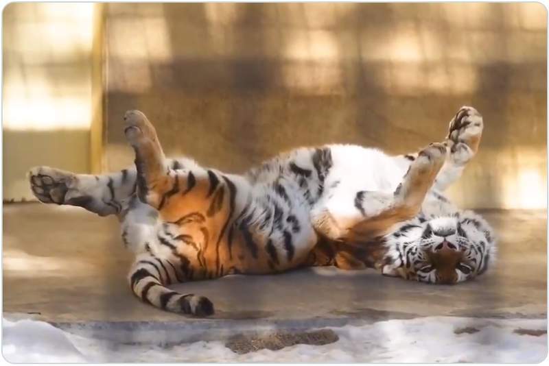 大貓無誤《睡到翻肚的西伯利亞虎》毫無防備的仰天睡姿可見動物園生活有多舒適ww 大貓無誤《睡到翻肚的西伯利亞虎》毫無防備的仰天睡姿可見動物園生活有多舒適ww