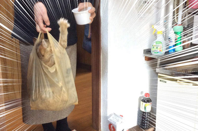 超節能《老媽搬運貓的方法》管你塑膠袋還是紙袋,只要能鑽進去都是好袋袋❤ 超節能《老媽搬運貓的方法》管你塑膠袋還是紙袋,只要能鑽進去都是好袋袋❤