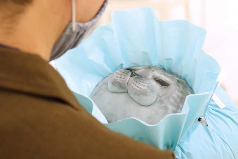 再度爆紅《海豹抱枕》Q彈肥滿到袋子都快裝不下 再度爆紅《海豹抱枕》Q彈肥滿到袋子都快裝不下