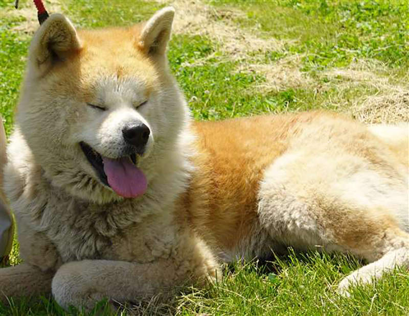 《體驗與秋田犬一起散步》肺炎疫情打亂秋田犬訓練計畫 徵求愛狗人士陪同散步兼累積經驗 《體驗與秋田犬一起散步》肺炎疫情打亂秋田犬訓練計畫 徵求愛狗人士陪同散步兼累積經驗